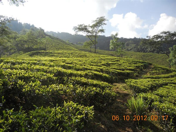 Darjeeling, der Chamong-Garten Tumsong