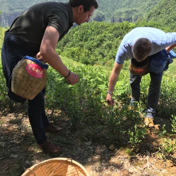 Teepflücken in China